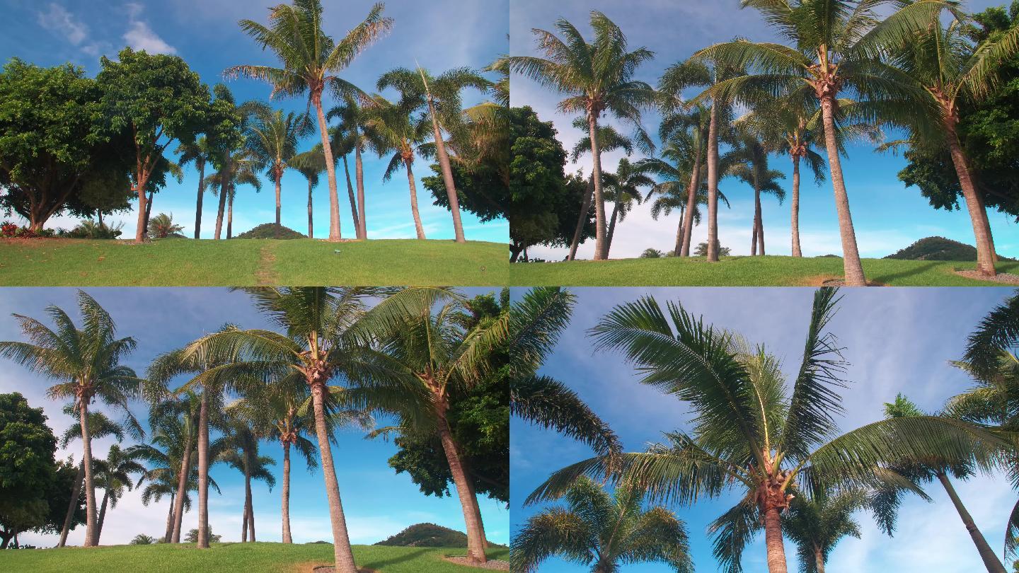 海岛棕榈树绿化风光园林