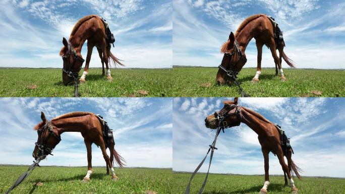 草原上的马儿吃草