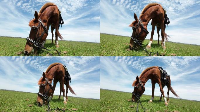 草原上的马儿吃草