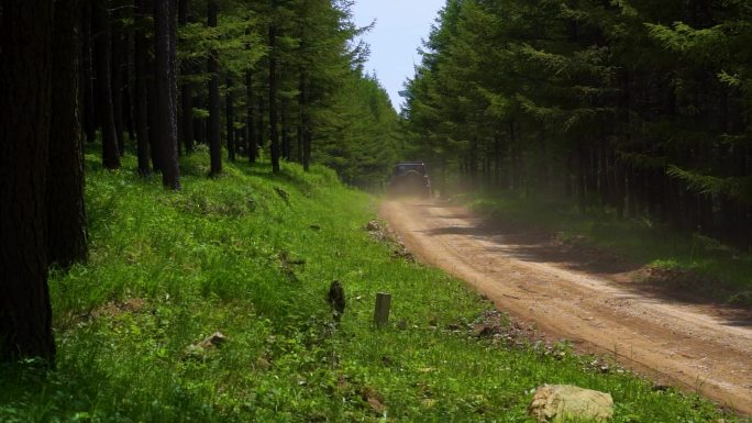 汽车经过树林树林山路林荫小道乡村