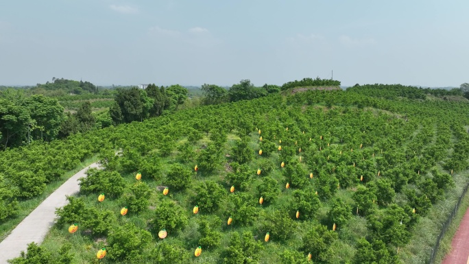井研百里柑橘产业环线上升