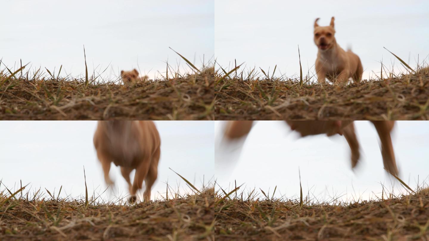 小狗贴着草地奔向镜头