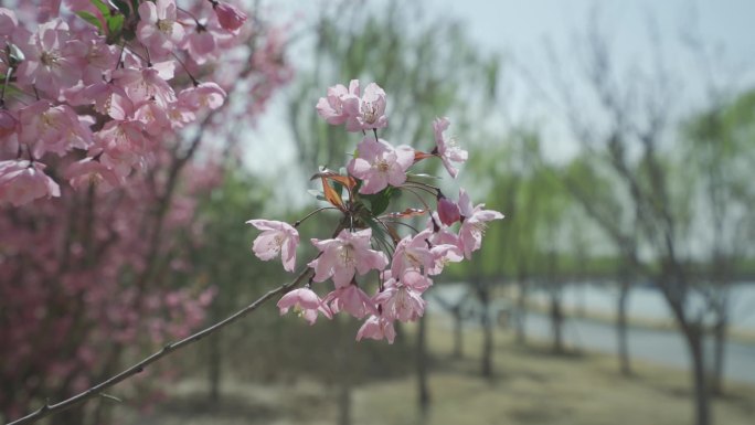 公园春景垂丝海棠花