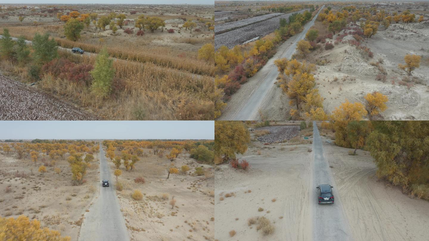 航拍新疆野外车公路荒凉秋天黄树叶