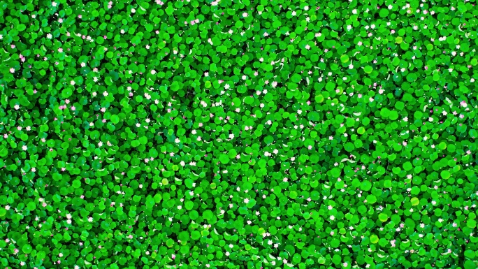 实拍4K荷花素材 4K航拍荷花 荷叶莲蓬