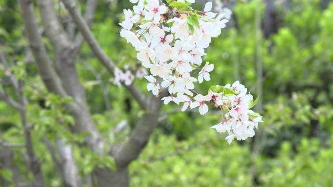 春天花儿开放花儿特写视频素材