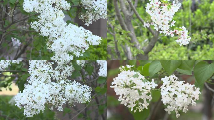 春天花儿开放花儿特写视频素材