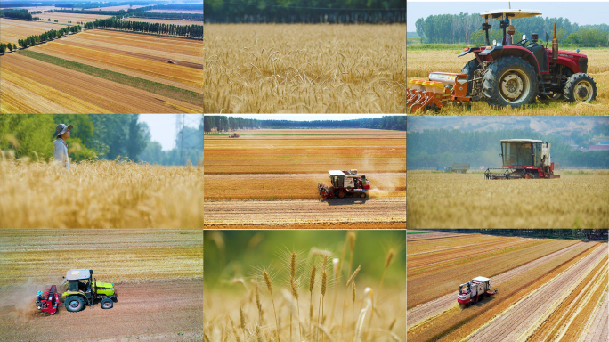 小麦麦田玉米麦穗丰收粮食播种现代化农业