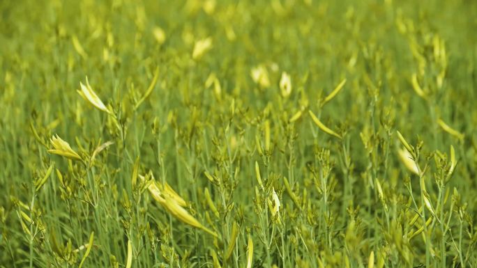 农业黄花菜采摘加工种植养殖