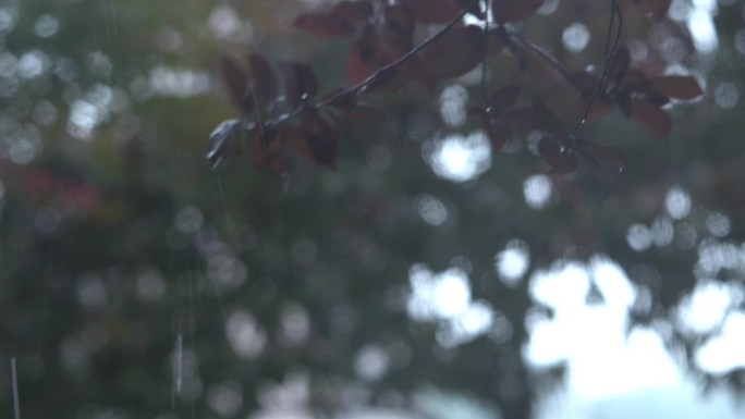 暴雨 倾盆大雨 乌云 黑云 降雨