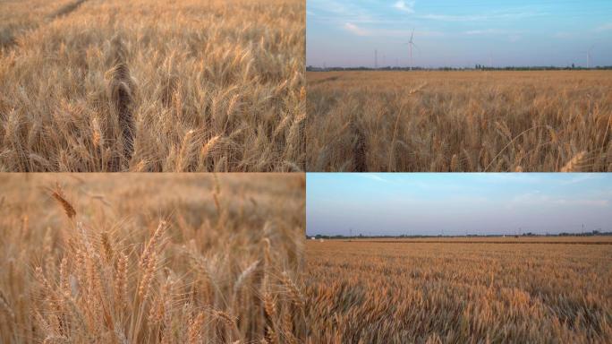 六月小麦成熟丨4K丨原创实拍