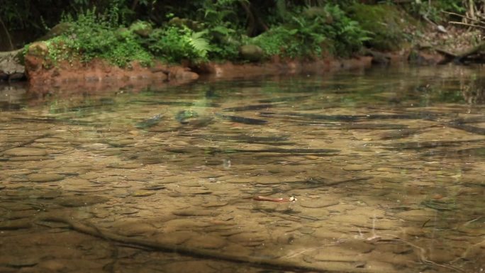 山林河道里的鱼