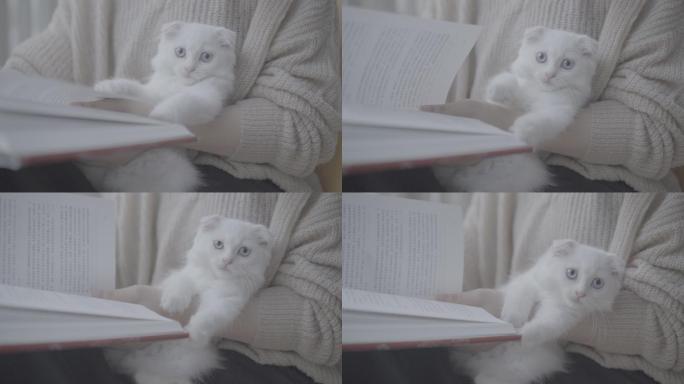 在阳光午后抱着白色猫咪看书