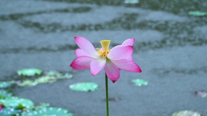 荷花 雨声