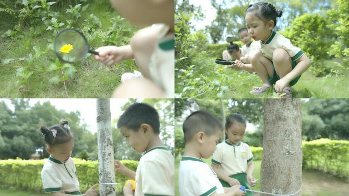 4K幼儿园自然科学课程测量树木合集