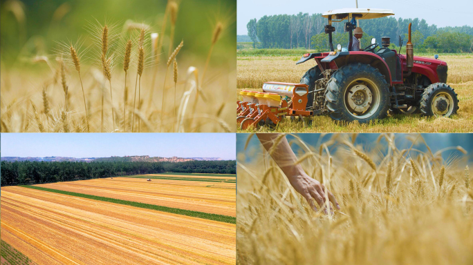 小麦农业麦田玉米麦穗丰收粮食现代化农业