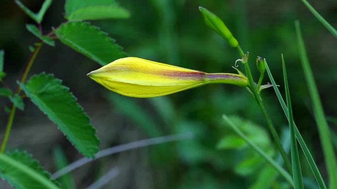 北黄花菜  植株 叶 花 花蕾 茎秆