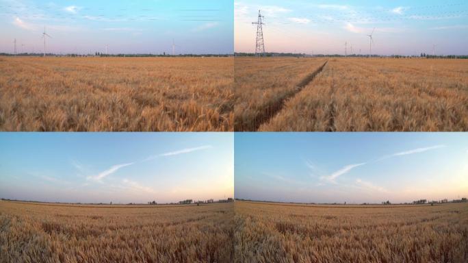 成熟的小麦金色麦田丨4K丨原创实拍