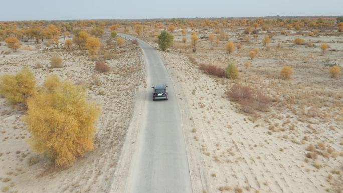 航拍新疆野外车公路秋天荒凉黄树叶