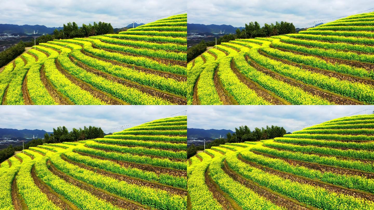 油菜花梯田露天环形剧场航拍