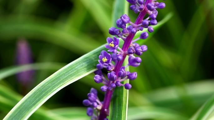 阔叶山麦冬  植株 花 叶 花期 花蕾