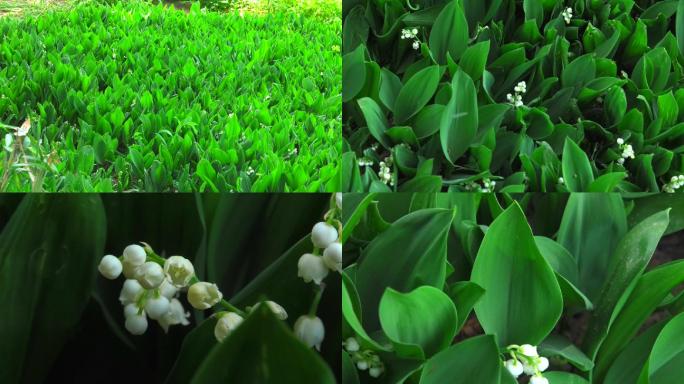 铃兰 花期 植株 花 叶 花期 花蕾