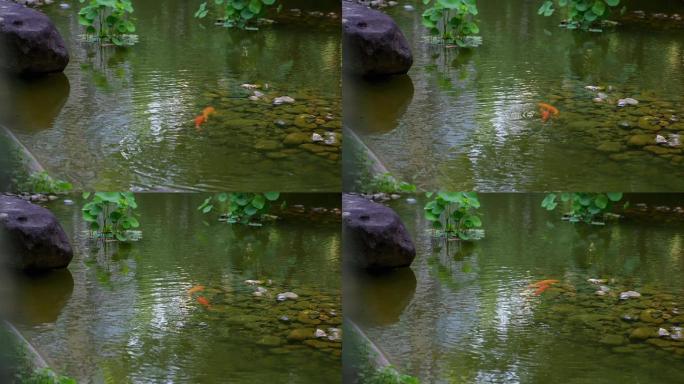 两条红鲤鱼