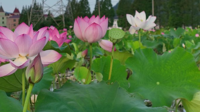 航拍江南浙江荷塘荷花荷叶莲蓬浙江绍兴农村