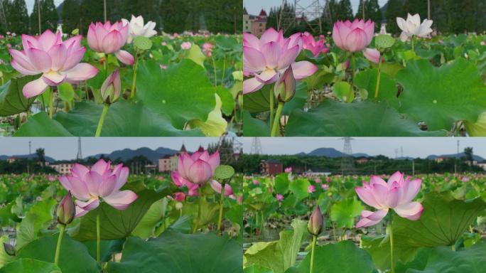 航拍江南浙江荷塘荷花荷叶莲蓬浙江绍兴农村