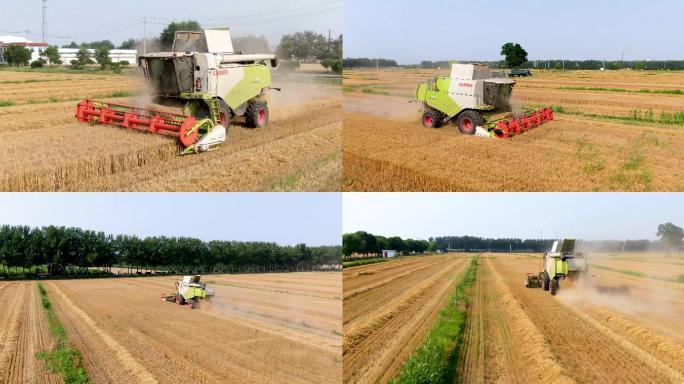 农业麦收场景小麦联合收割机麦田作业
