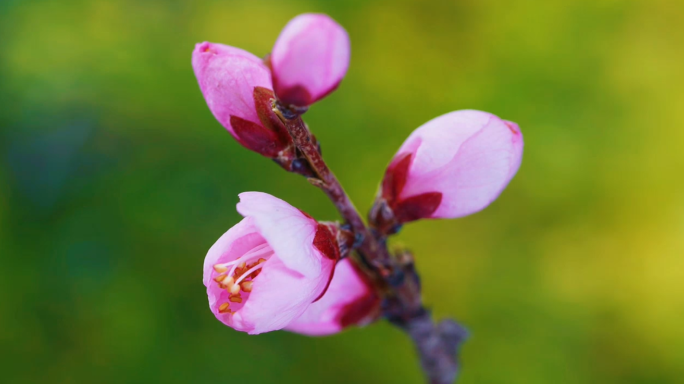 春天开花延时