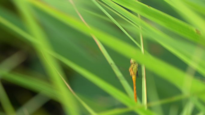 夏日蜻蜓飞