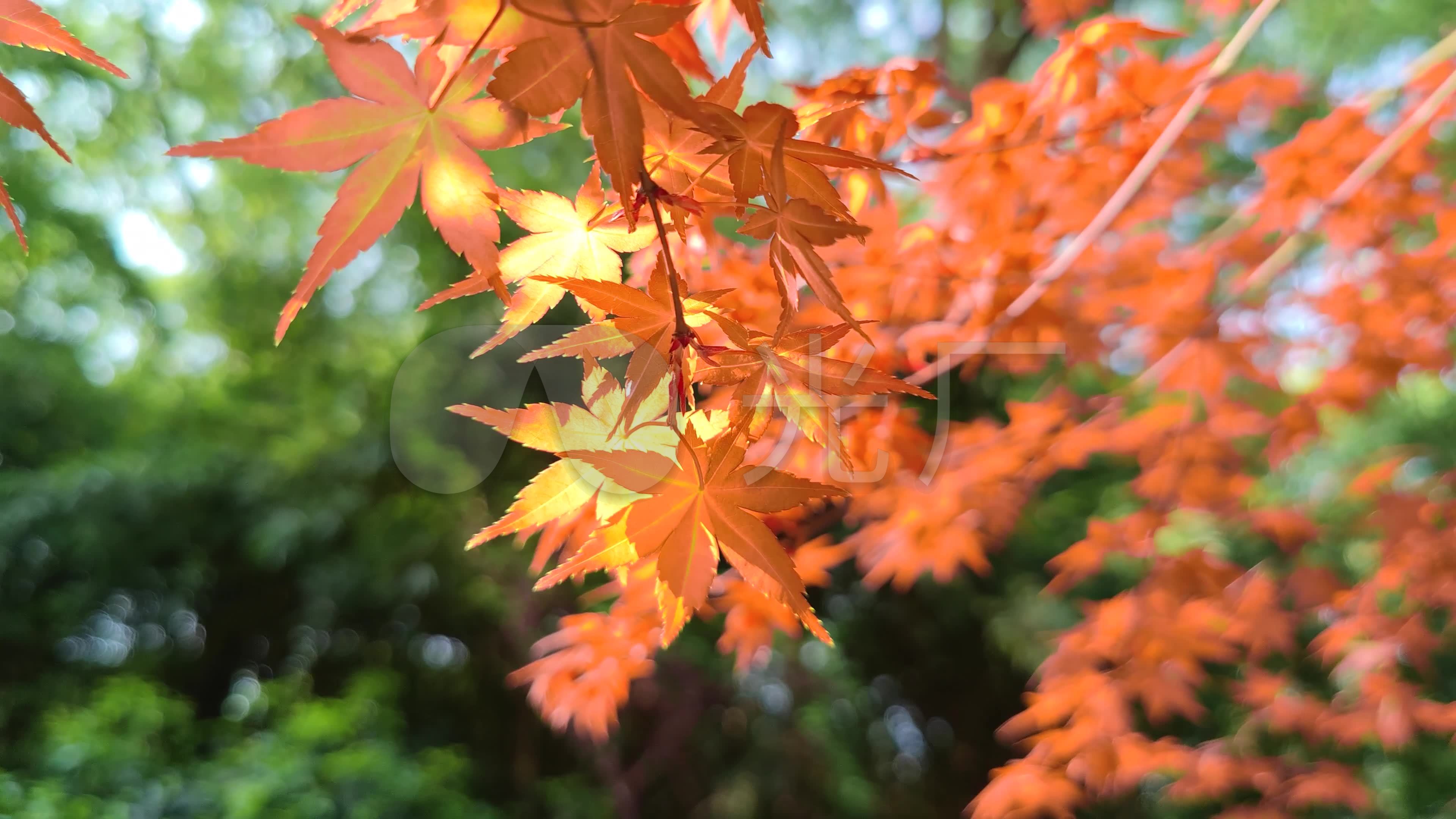 秋季红叶枫叶高清摄影大图-千库网