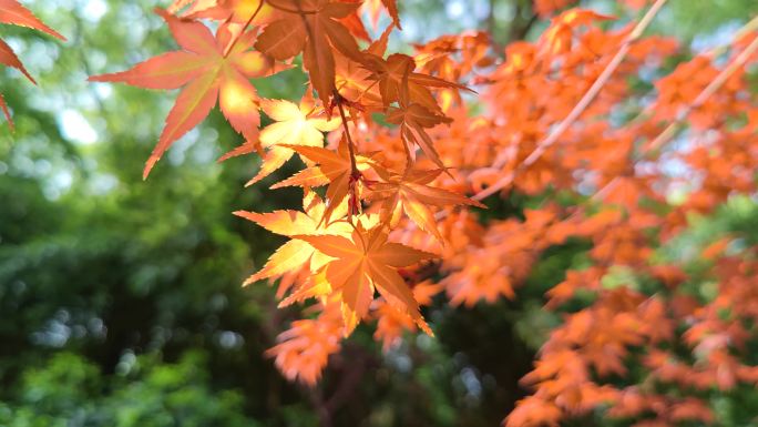 秋天红叶枫叶唯美逆光