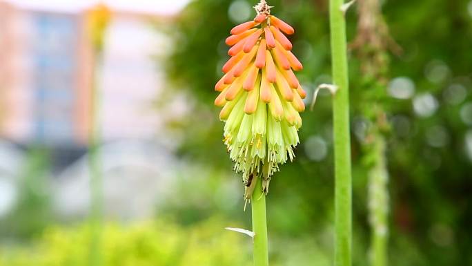 火炬花  火把莲 植株 花 叶 花冠 果