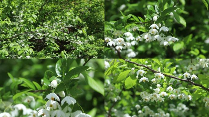 秤锤树 叶 花 植株 嫩枝 春 落叶乔木