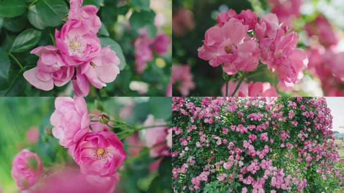 春末夏初的蔷薇花