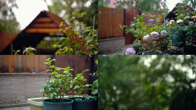 【4K原创】庭院下雨植物花草空镜
