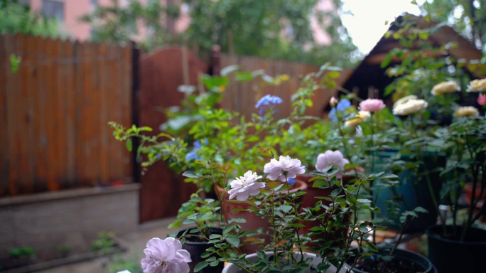 【4K原创】庭院下雨植物花草空镜