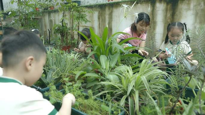 4k宣传片素材幼儿园大自然课程植物种植