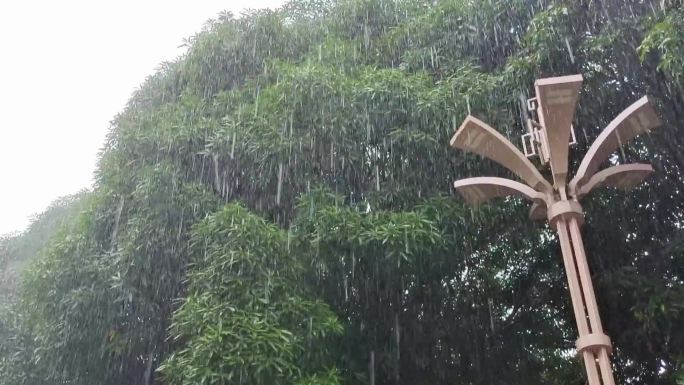 台风大暴雨狂风来袭强降雨狂风吹落雨打树叶