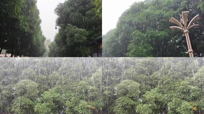 台风大暴雨狂风来袭强降雨狂风吹落雨打树叶