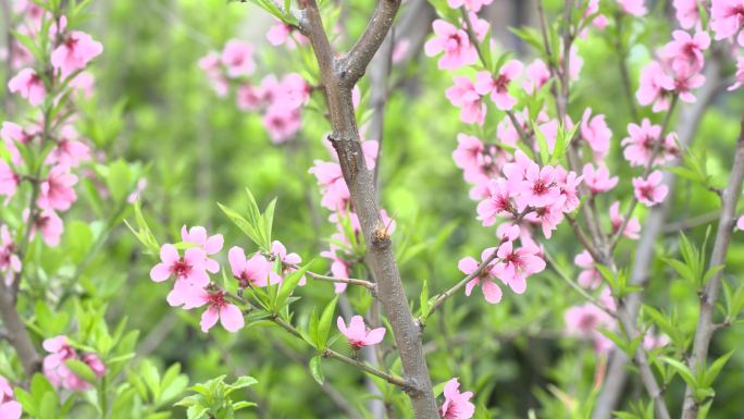 春天桃树桃花特写拍摄