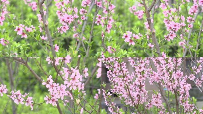 春天桃树桃花特写拍摄