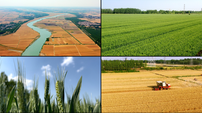 收割 小麦成长 麦苗成长 小麦丰收