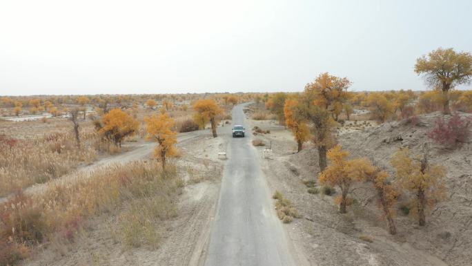 航拍新疆库尔勒野外车公路荒凉秋天黄树叶