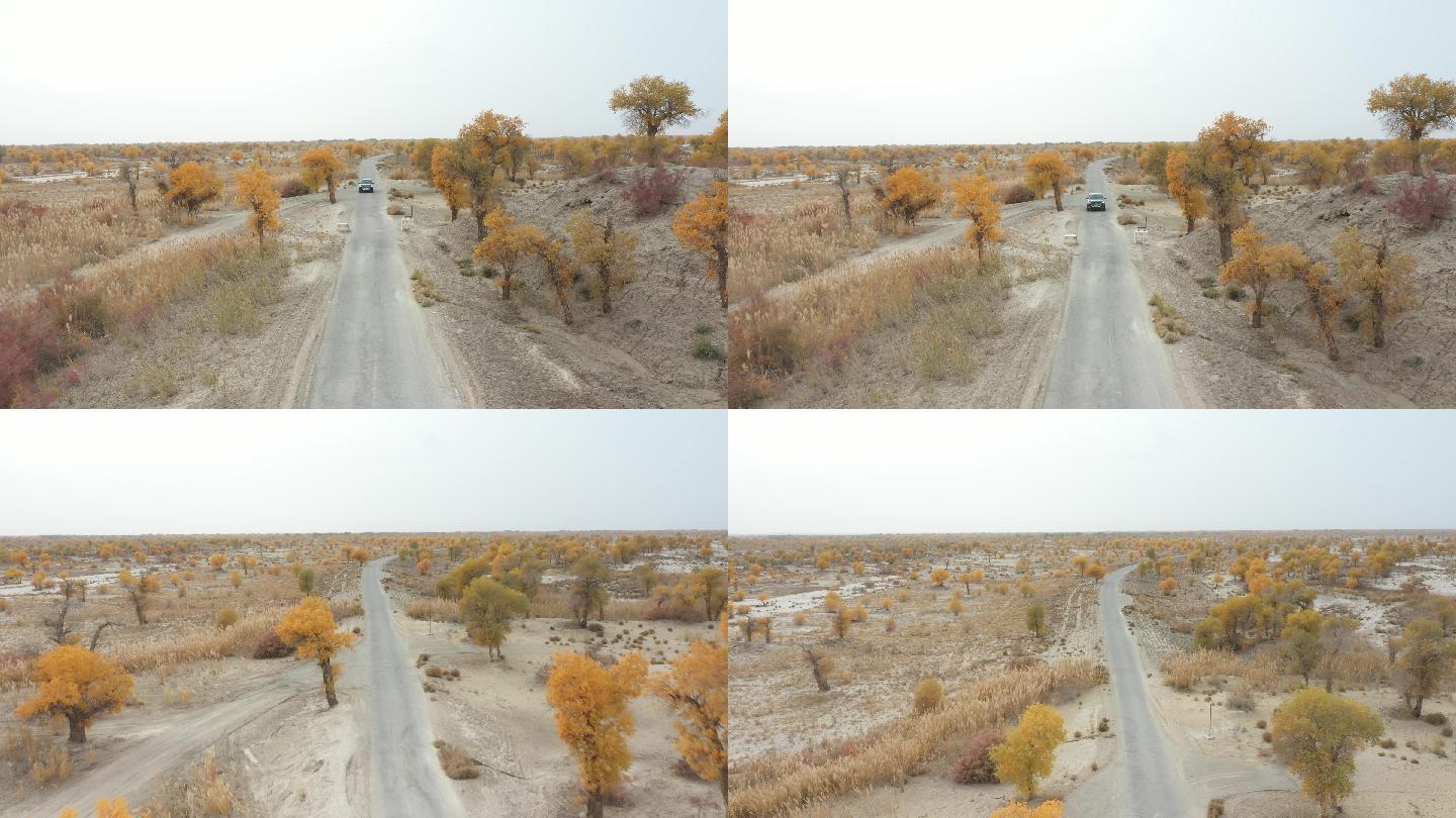 航拍新疆库尔勒野外车公路荒凉秋天黄树叶