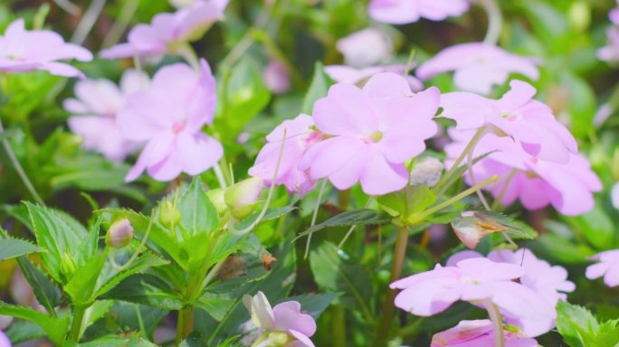 花朵-近景-自然风光-升格