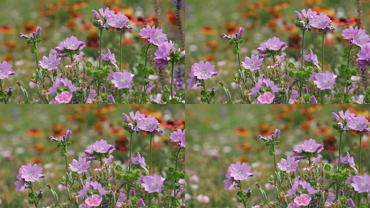 淡紫色野花