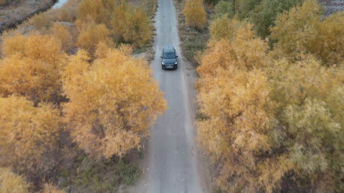 航拍 新疆库尔勒 野外车荒凉 秋景